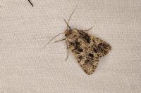 Hadena bicruris