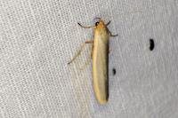 Manulea complana