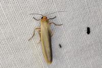 Manulea complana
