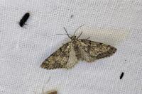 Tephronia sepiaria