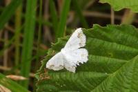 Scopula ornata
