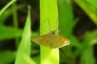 Sitochroa verticalis