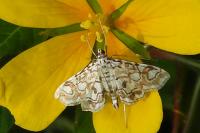 Elophila nymphaeata