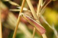 Oncocera semirubella