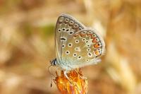 Polyommatus icarus