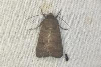 Hoplodrina blanda