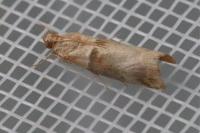 Acrobasis tumidana