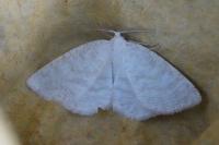Cabera exanthemata