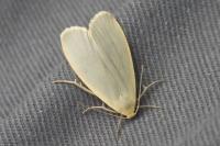 Collita griseola
