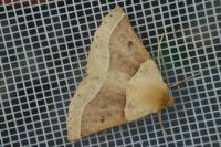 Crocallis elinguaria