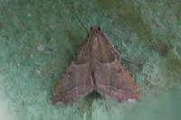 Endotricha flammealis