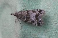 Eudonia mercurella