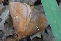 Euthrix potatoria