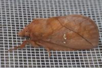 Euthrix potatoria