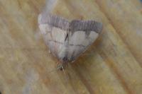 Evergestis limbata