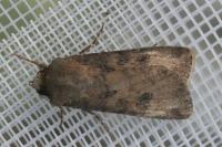 Fissipunctia ypsillon