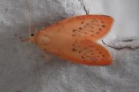 Miltochrista miniata