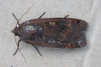 Noctua pronuba