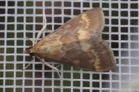 Ostrinia nubilalis
