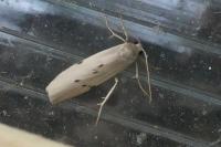 Pelosia muscerda