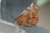 Selenia dentaria
