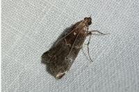 Acrobasis suavella