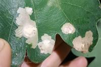 Tischeria ekebladella