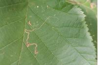 Stigmella microtheriella