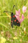 Zygaena ephialtes