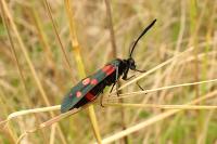 Zygaena ephialtes