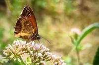 Pyronia tithonus
