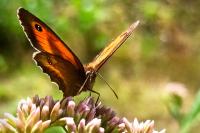 Pyronia tithonus