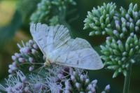 Patania ruralis