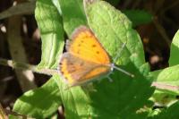 Lycaena dispar