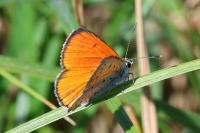 Lycaena dispar