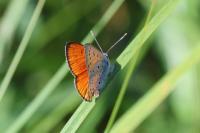 Lycaena dispar