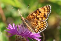 Melitaea phoebe