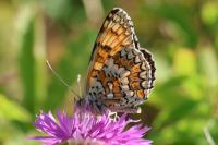 Melitaea phoebe