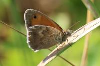 Coenonympha pamphilus