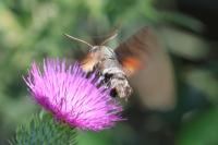 Macroglossum stellatarum