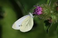 Pieris napi