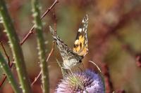 Vanessa cardui