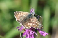 Pyrgus armoricanus