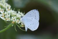 Celastrina argiolus