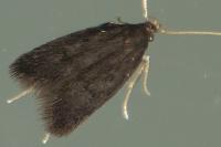 Eurodachtha siculella