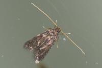 Eurodachtha siculella