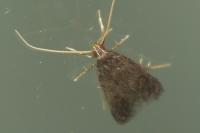 Eurodachtha siculella