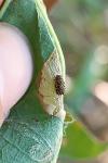 Phyllonorycter quercifoliella