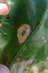 Phyllonorycter quercifoliella