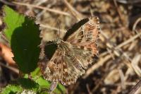 Carcharodus alceae